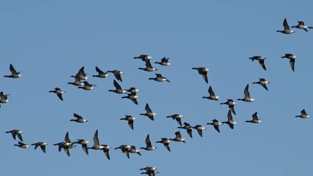 Brent Goose, Branta bernicla, birds in flight overwinter marshes, Devon, England, United Kingdom