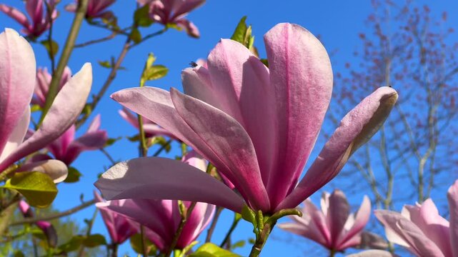 Flowering Magnolia Apollo in Ystad, Scania, Sweden, Scandinavia