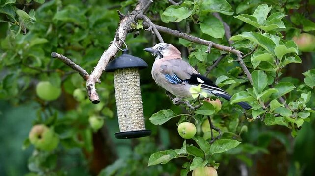 Eurasian jay (Garrulus glandarius) eats peanuts, Hesse, Germany