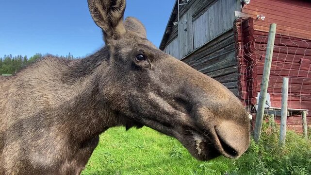 Large close-up of a moose with brown fur and visible eyes, in front of an old building in the meadow, heraldic animal, J&auml;mtland, Sweden