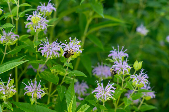 Bumblebees pollinating purple bee balm flowers in a garden