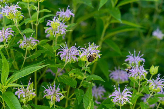 Bumblebees pollinating purple bee balm flowers in a garden
