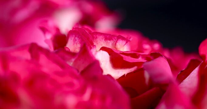 red rose flower head texture background, blooming decorative rose petals bouquet details lying together on black backdrop