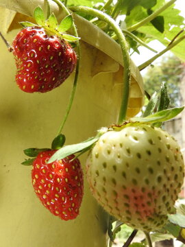 White strawberry and red strawberries growing on plant in garden