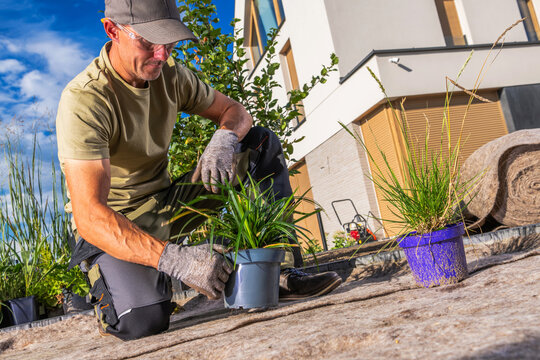 Gardener positioning an ornamental grass plant in a garden bed