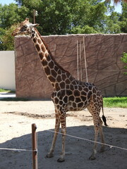 Giraffe standing in zoo enclosure on sunny day © Rafiky