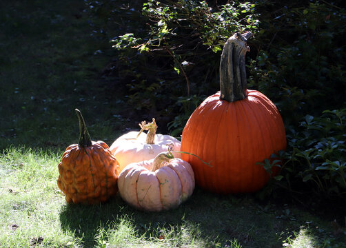 Assorted autumn pumpkins and white squash arranged on green grass in sunlight