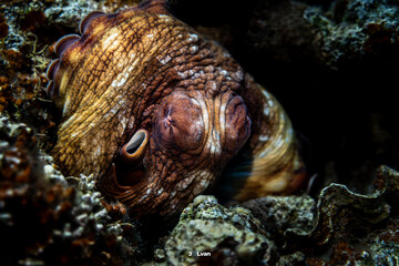 Close-up of a camouflaged reef octopus resting in a coral crevice in the Red Sea © Jalvan