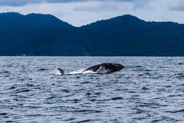 Humpback whale jump © Jalvan