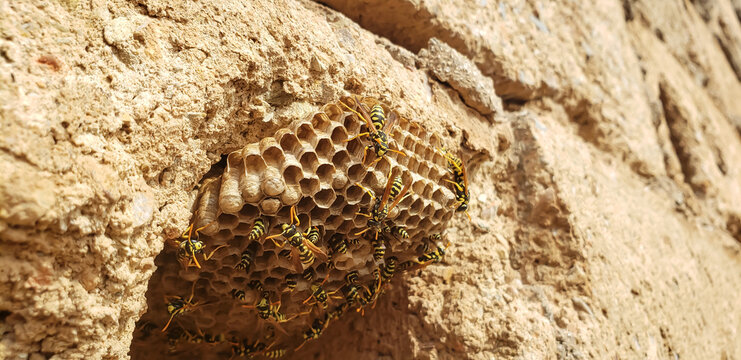 Detailed macro of a paper wasp colony building a hexagonal comb nest on a clay wall view(9)
snake skin texture