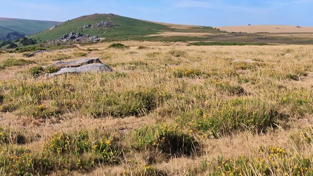 Dartmoor Devon UK. 11.08.2026. Video. Bonehill Down  in Dartmoor National Park Devon England UK. Popular area for walkers and tourists to visit.