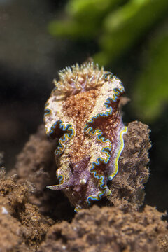 Girdled Glossodoris, Glossodoris cincta, in Tufi fjords Papua New Guinea