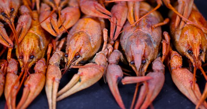 Laid carcasses of boiled red crayfish on a black stone surface, fresh boiled crayfish with long whiskers are located close to each other