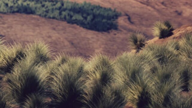 Tall grass covers the foreground while a brown landscape stretches into the distance. Trees are visible in the green area farther away. The scene shows nature in a clear setting.