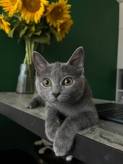 cat and sunflowers © Алиса Ермак