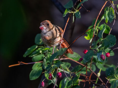 A Northern Cardinal pauses among the serviceberries with a freshly plucked berry in its bill.