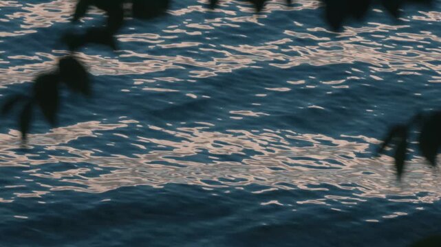 Close-Up Silhouette of Drooping Tree Branches with Waves Lapping on a Lakeshore in the Background