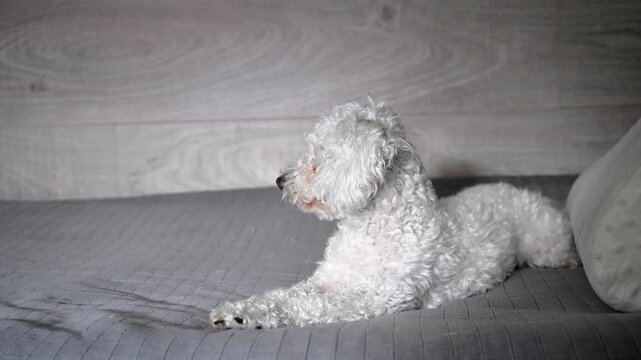 Adorable white bichon frise dog resting on a grey sofa. The curious puppy looks around before getting up and quickly running away