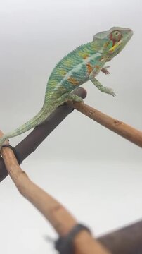 chameleon on a tree
