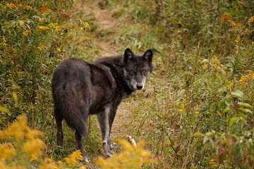 Black phase Timber Wolf in woods © blanchardimage