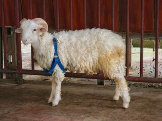 Ram sheep with curved horns wearing a blue harness in an enclosure with wooden fence © Yuliantini