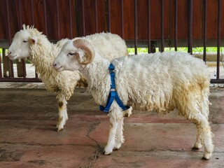 Two fluffy white sheep with horns standing in an enclosure, close-up view © Yuliantini