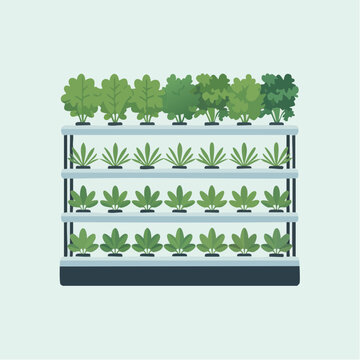 Flat vector illustration of a vertical hydroponic shelf system growing green leafy.