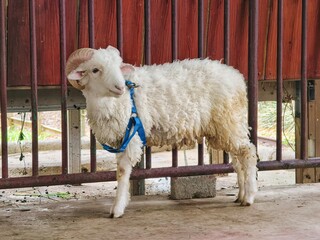 Ram with large curved horns wearing a blue harness standing in a pen with red wooden fence © Yuliantini