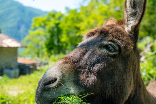 donkey close up, foal Equus africanus asinus, rustic scene with donkey feeding on fresh pasture on sunny day, Farm Animal Portrait