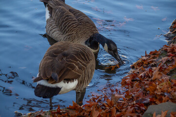 Canadian geese, birds North America on shore pond preparing for their southern migration during autumn, Natural grazing behavior, nature reserve © kittyfly