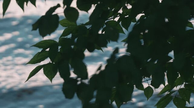 Close-Up Silhouette of Drooping Tree Branches with Waves Lapping on a Lakeshore in the Background