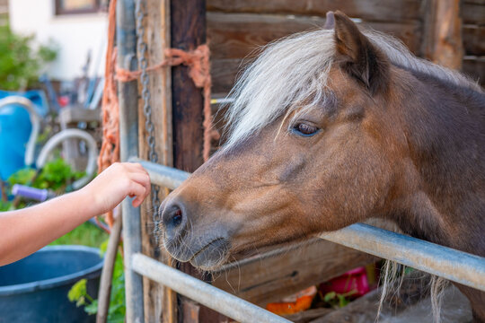 Hippotherapy session therapeutic interaction between child pony rehabilitation, Emotional healing, stable setting, horse care, Developmental support disabled children, agricultural Sustainable farming
