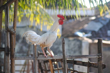 white rooster on a fence © Eno
