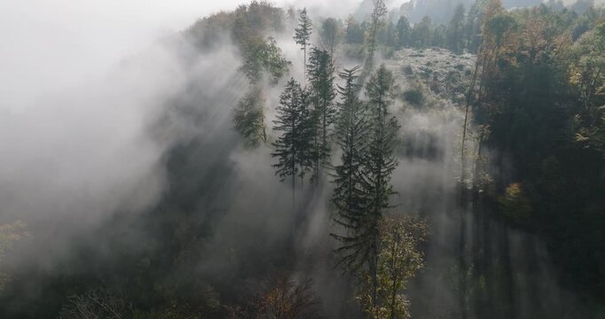 Sun rays through morning fog over autumn forest in Lower Silesia