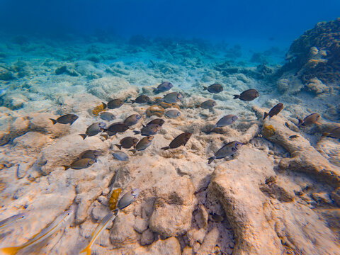 Caribbean Ocean Surgeonfish swim in a shallow coral reef area of Bonaire