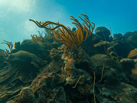 Coral in a shallow reef in Bonaire