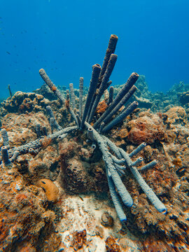 Stove Pipe Sponge, Bonaire