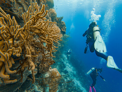 A group of SCUBA divers exploring a coral reef on Bonaire