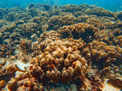 Lobed Star coral in a shallow reef in Bonaire