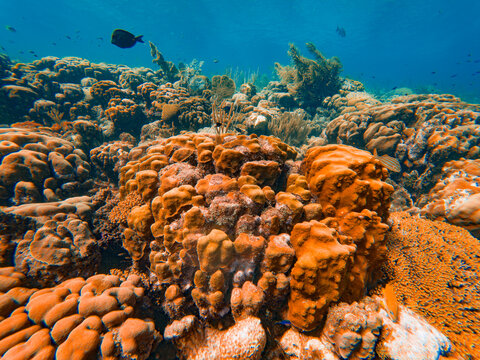 Lobed Star coral in a shallow reef in Bonaire