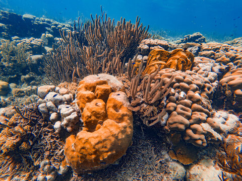 Lobed Star coral in a shallow reef in Bonaire