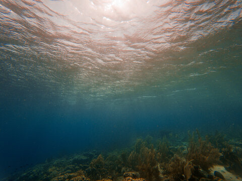 Evening sunlight filters down through blue ocean in the Caribbean