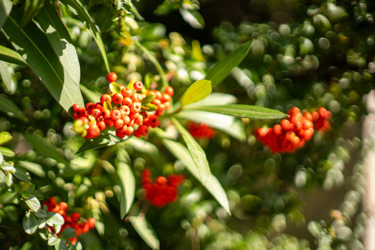 Clusters of bright red berries grow among green leaves on a pyracantha shrub, sunlight highlighting the fruit against a blurred natural backdrop.