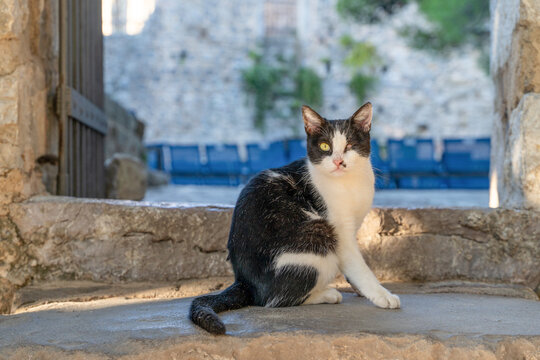 A black and white cat with one eye partially closed sits on a stone ledge at the entrance of an old stone building, a scene of urban wildlife in a mediterranean town.
