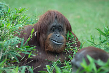 Smirking Orangutan in Tall Grass 2 © Tiffany N. Hardy