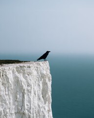 Fototapeta premium Raven perched on a chalk sea cliff