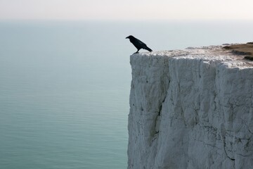 Obraz premium Raven perched on a chalk sea cliff