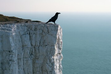 Obraz premium Raven perched on a chalk sea cliff