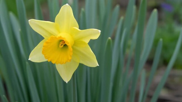 Daffodil nodding in a spring wind