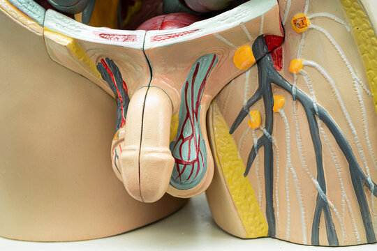 Human penis with intestine in man body model anatomy for medical training course, teaching medicine education.